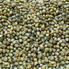 Green Millet